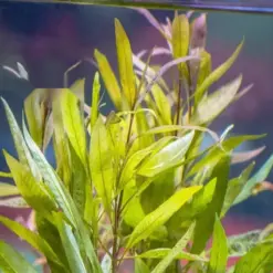 Hygrophila Angustifolia Aquatic houseplant