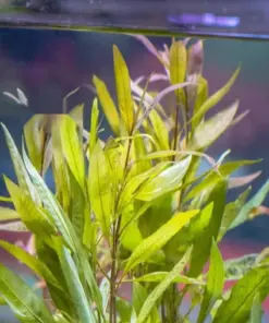 Hygrophila Angustifolia Aquatic houseplant