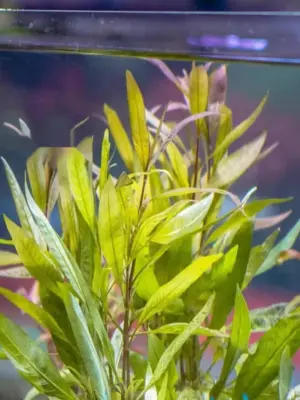 Hygrophila Angustifolia Aquatic houseplant