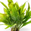 Microsorum Pteropus Java Fern Mat - L Aquatic houseplant