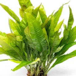Microsorum Pteropus Java Fern Mat - L Aquatic houseplant