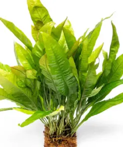 Microsorum Pteropus Java Fern Mat - L Aquatic houseplant