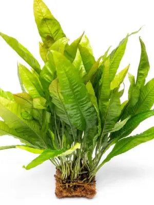 Microsorum Pteropus Java Fern Mat - L Aquatic houseplant