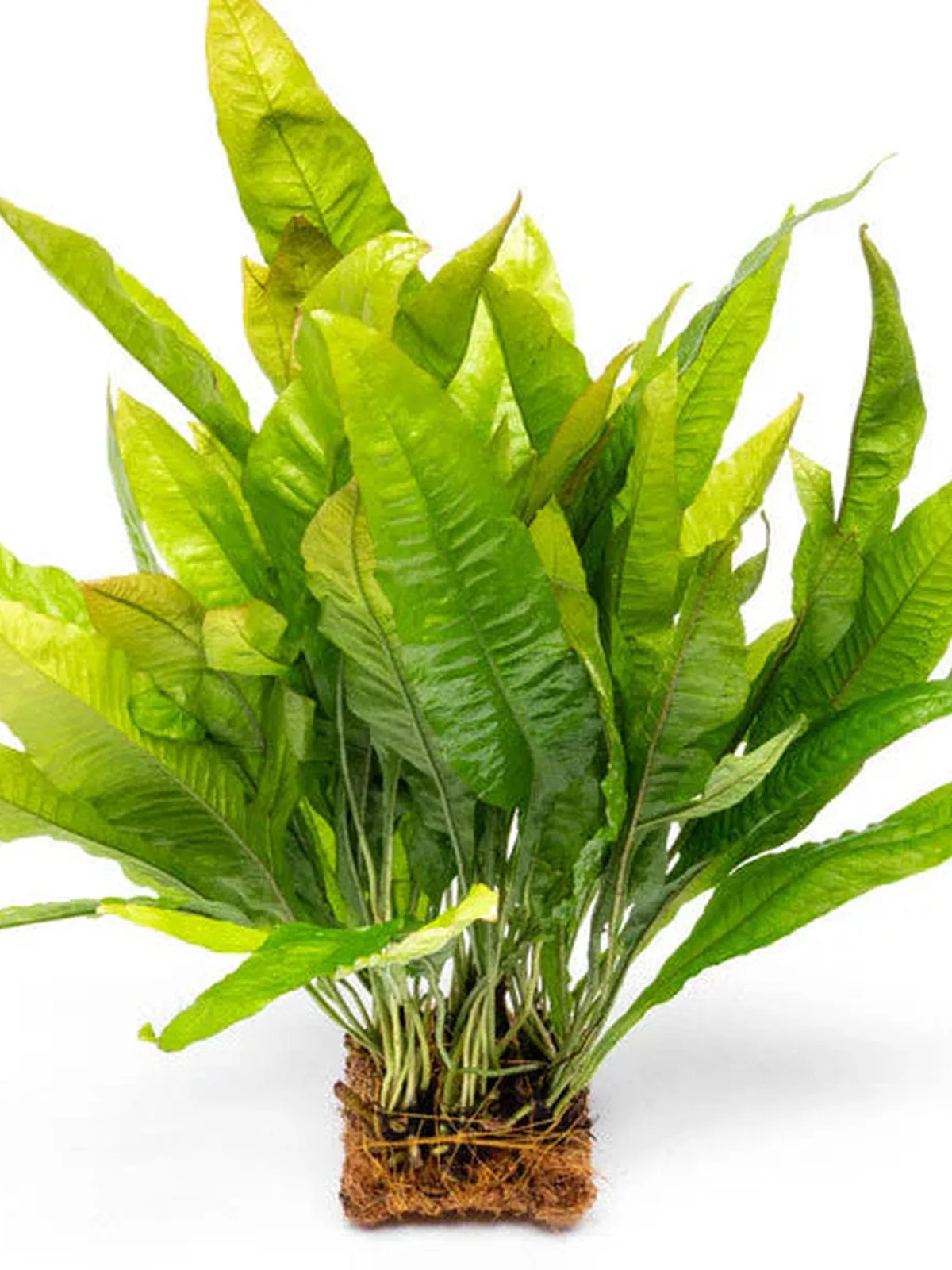 Microsorum Pteropus Java Fern Mat - L Aquatic houseplant