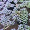 Salvinia Cucullata Aquatic houseplant