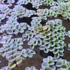 Salvinia Cucullata Aquatic houseplant