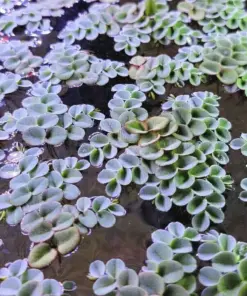 Salvinia Cucullata Aquatic houseplant