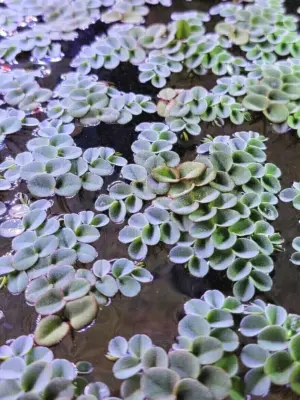 Salvinia Cucullata Aquatic houseplant
