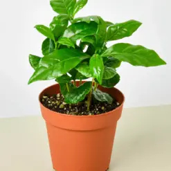Arabica Coffee houseplant