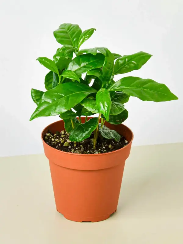 Arabica Coffee houseplant