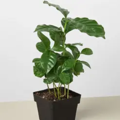 Arabica Coffee — additional view
