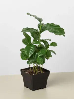 Arabica Coffee — additional view