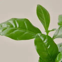 Arabica Coffee — leaf detail close-up