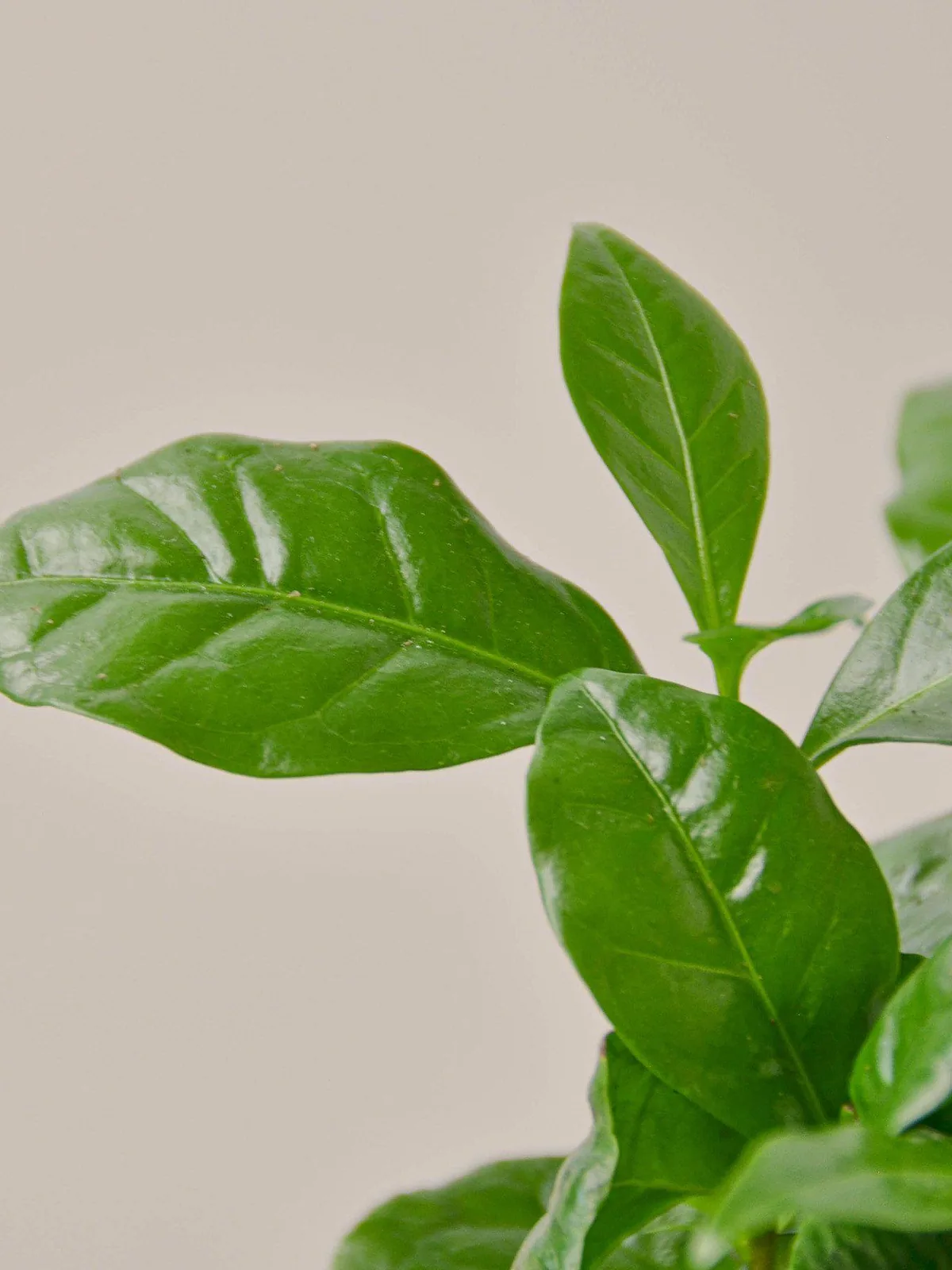 Arabica Coffee — leaf detail close-up