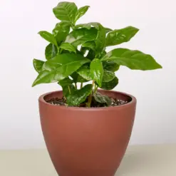 Arabica Coffee — additional view