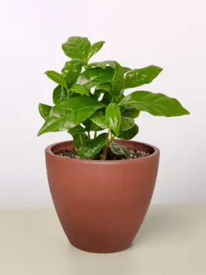 Arabica Coffee — additional view