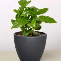 Arabica Coffee — additional view