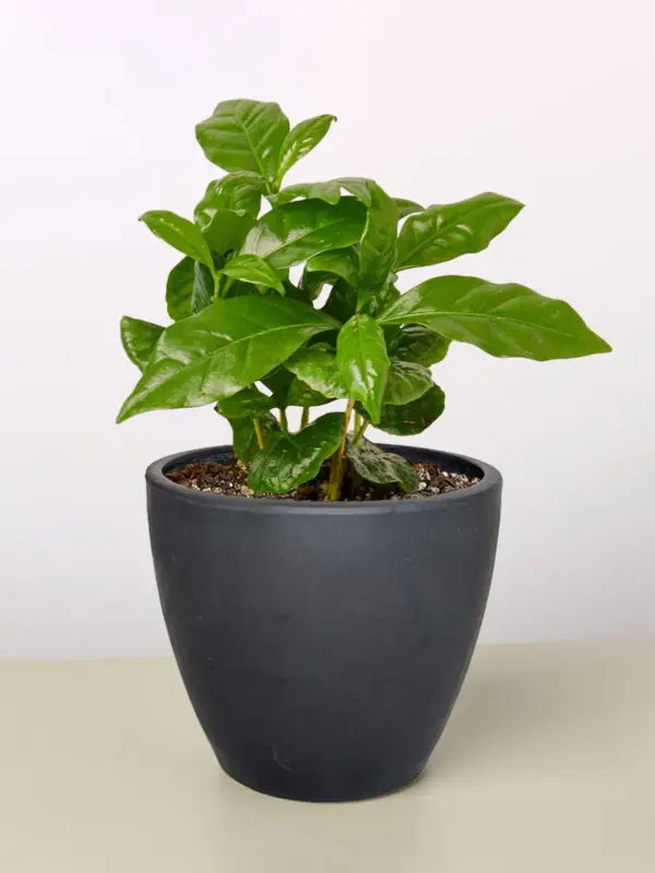 Arabica Coffee — additional view
