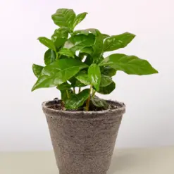 Arabica Coffee — additional view