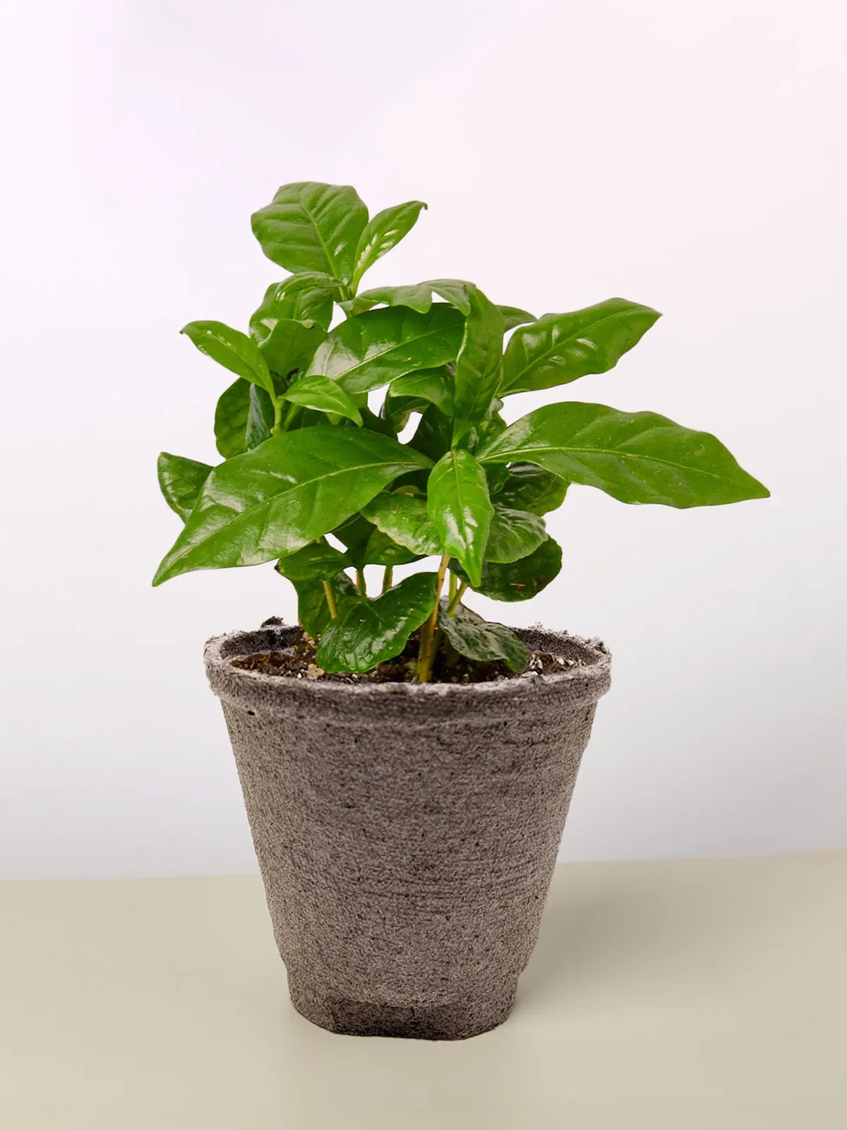 Arabica Coffee — additional view