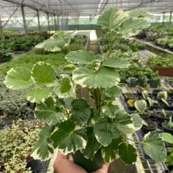 Aralia 'Balfouriana' houseplant