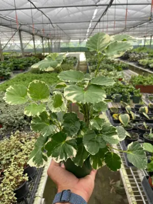 Aralia 'Balfouriana' houseplant