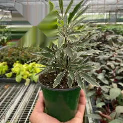 Aralia Bianca houseplant