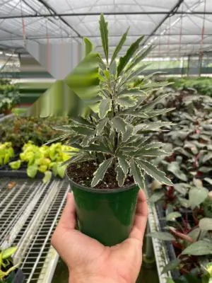 Aralia Bianca houseplant