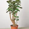 Aralia Fabian Stump 'Polyscias Scutellaria' houseplant