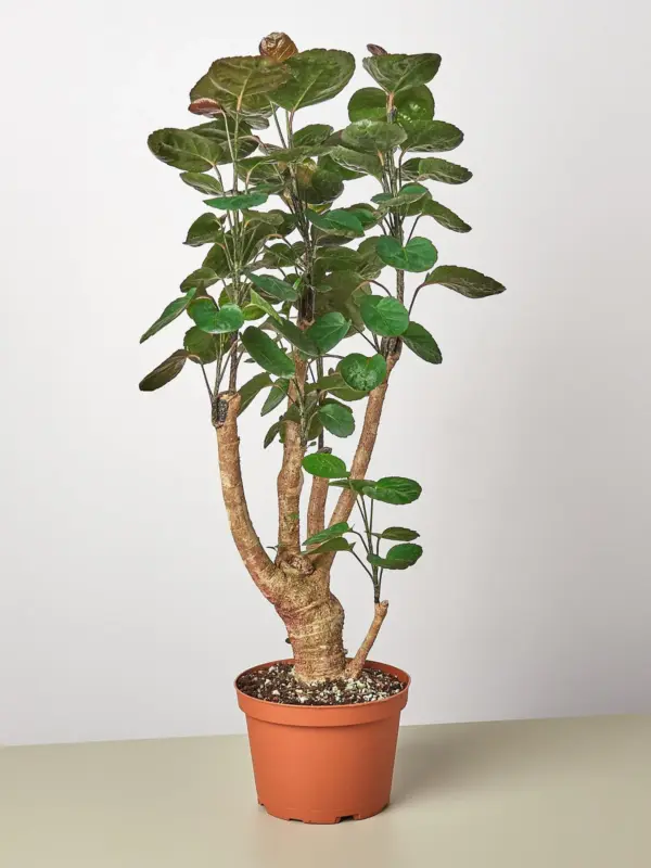 Aralia Fabian Stump 'Polyscias Scutellaria' houseplant