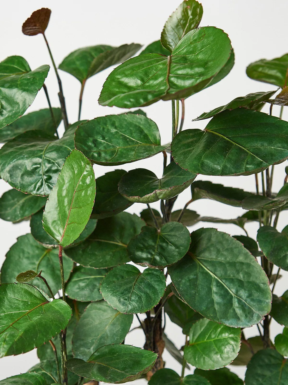 Aralia Fabian Stump 