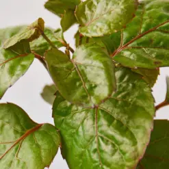 Aralia Fabian Stump 'Polyscias Scutellaria' — leaf detail close-up