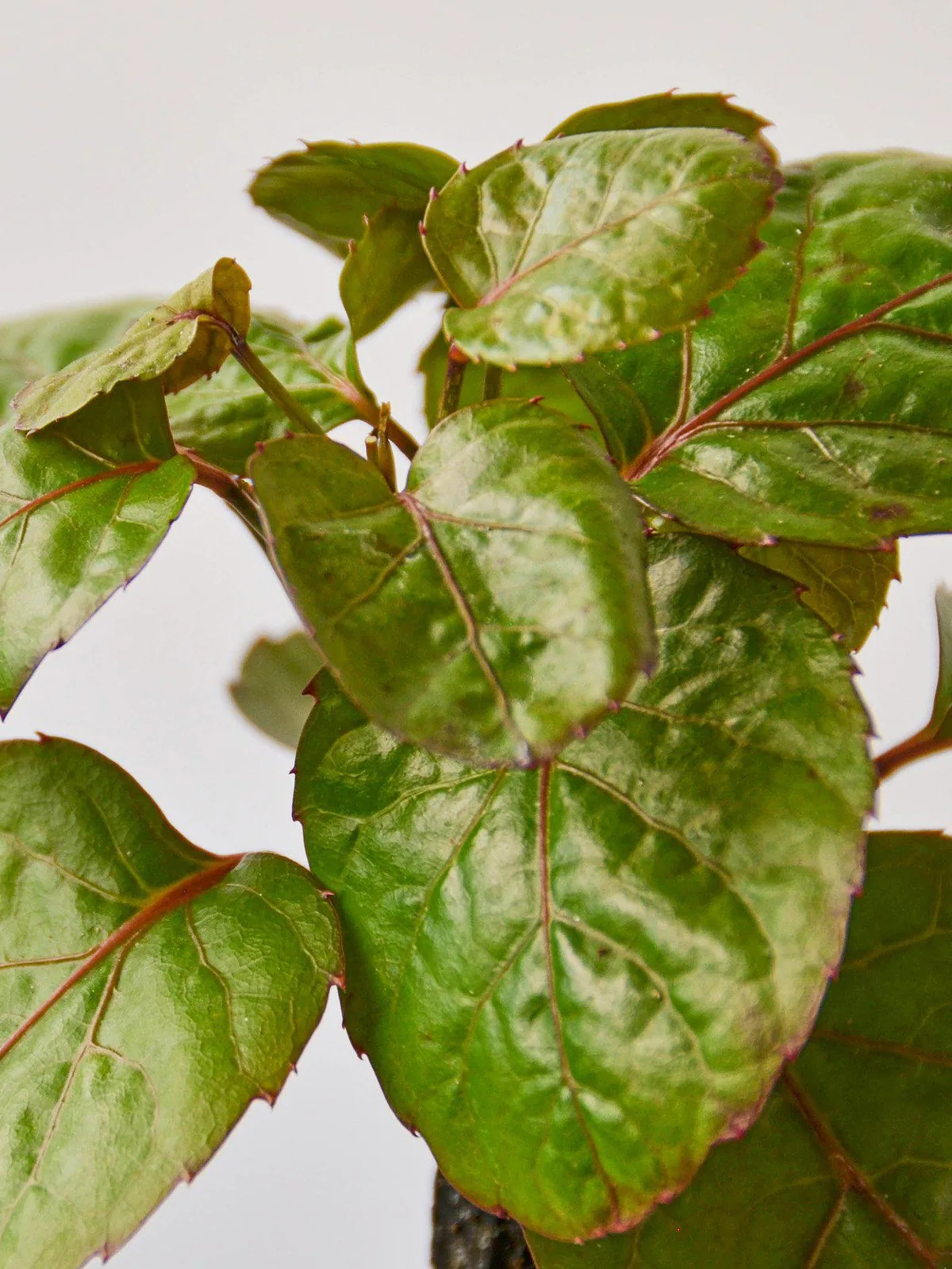 Aralia Fabian Stump 