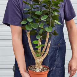 Aralia Fabian Stump 'Polyscias Scutellaria' — held in hand for size reference