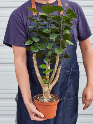 Aralia Fabian Stump 'Polyscias Scutellaria' — held in hand for size reference