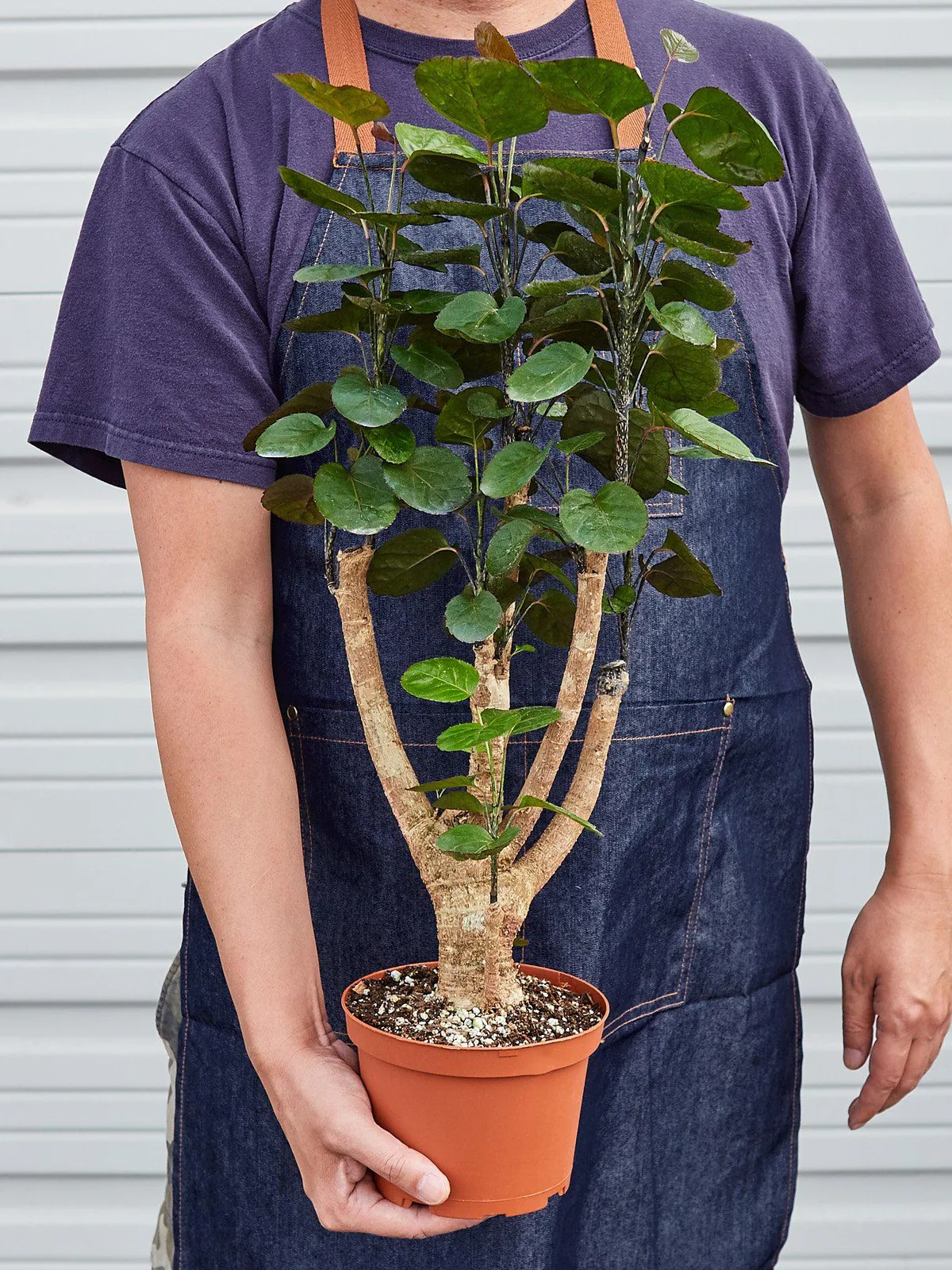 Aralia Fabian Stump 