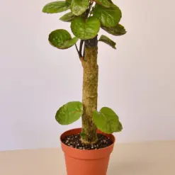 Aralia Fabian Stump 'Polyscias Scutellaria' — 