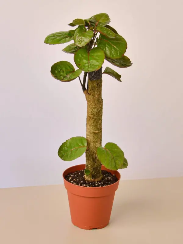 Aralia Fabian Stump 'Polyscias Scutellaria' — 