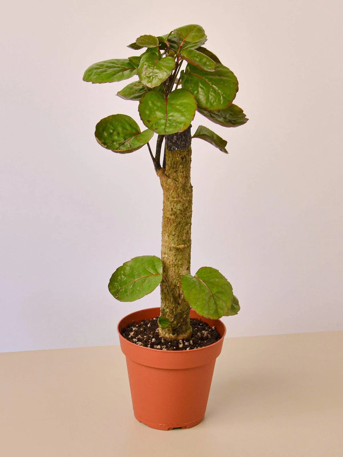 Aralia Fabian Stump 