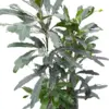 Aralia 'Green' houseplant