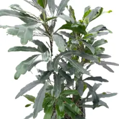Aralia 'Green' houseplant