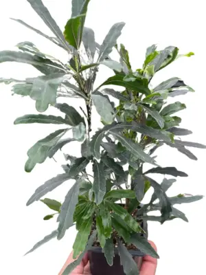 Aralia 'Green' houseplant