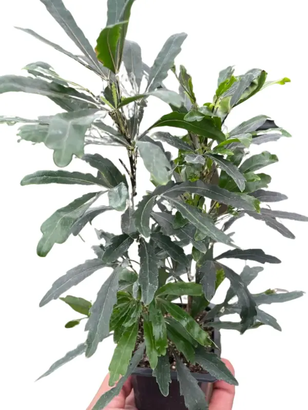 Aralia 'Green' houseplant