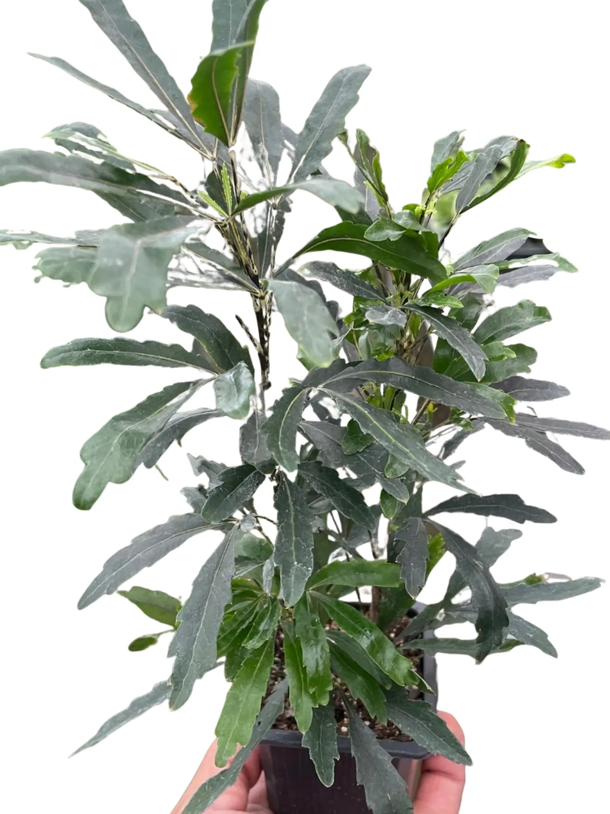 Aralia 