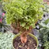 Aralia Ming Gold Mini Bonsai Minibonsai houseplant