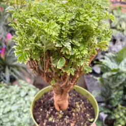 Aralia Ming Gold Mini Bonsai Minibonsai houseplant