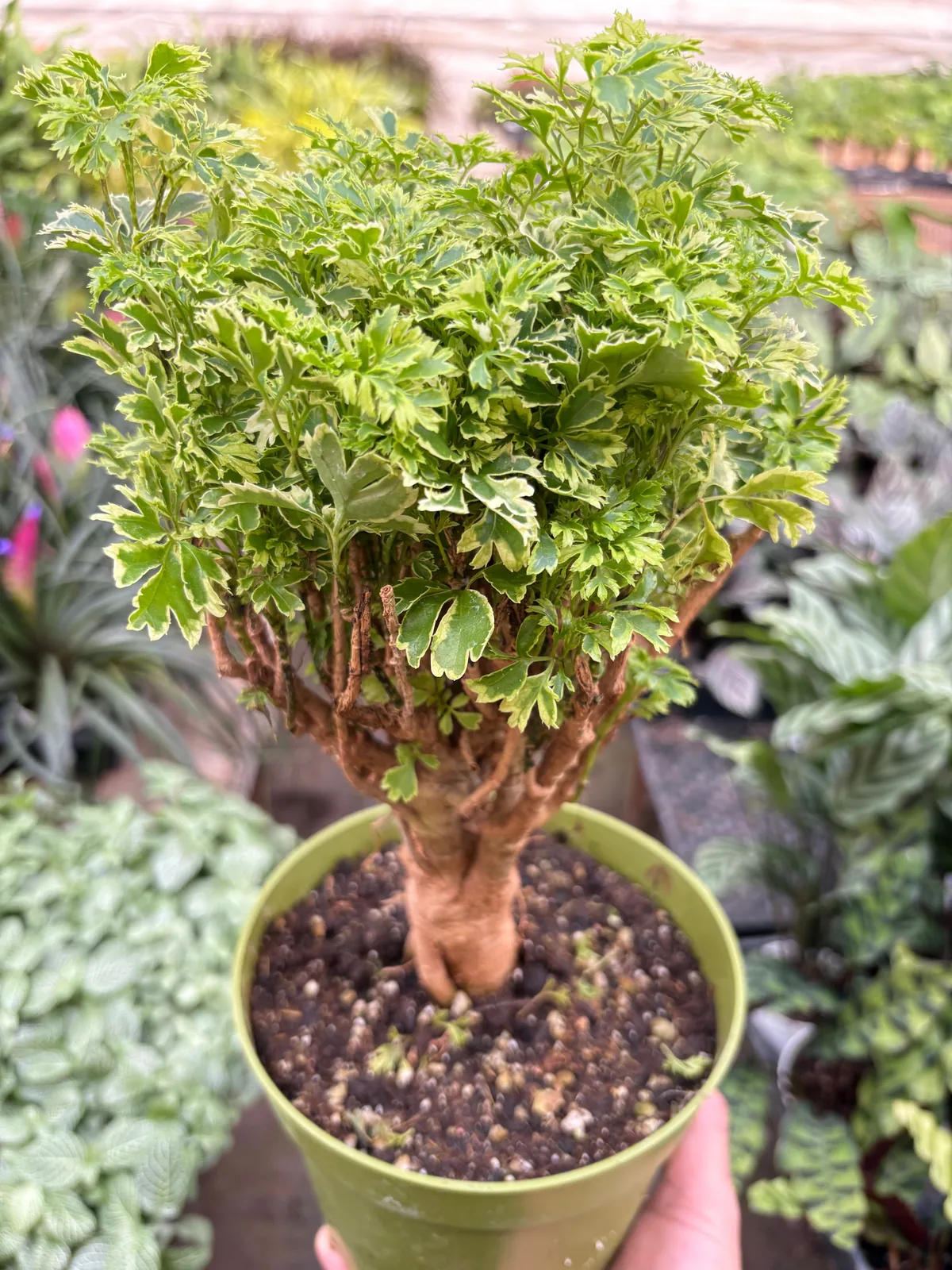 Aralia Ming Gold Mini Bonsai Minibonsai houseplant