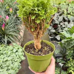 Aralia Ming Gold Mini Bonsai Minibonsai — additional view