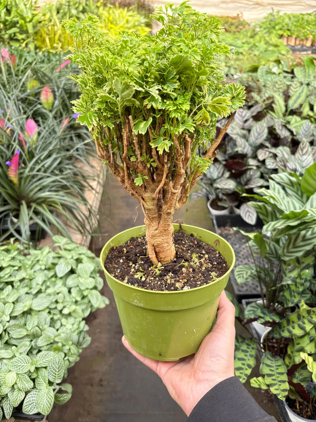Aralia Ming Gold Mini Bonsai Minibonsai — additional view