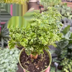 Aralia Ming Gold Mini Bonsai Minibonsai — additional view